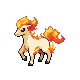 ponyta