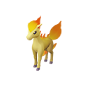 ponyta