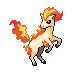 ponyta